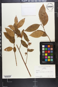 Leucothoe axillaris image