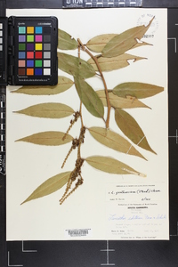 Leucothoe fontanesiana image