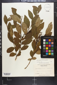 Lyonia ligustrina var. ligustrina image