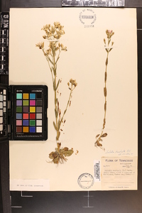 Sabatia brachiata image