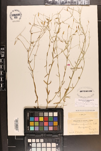 Sabatia campanulata image