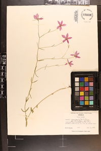 Sabatia campanulata image