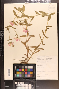 Sabatia dodecandra image