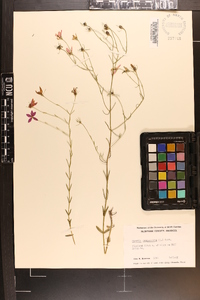 Sabatia campanulata image