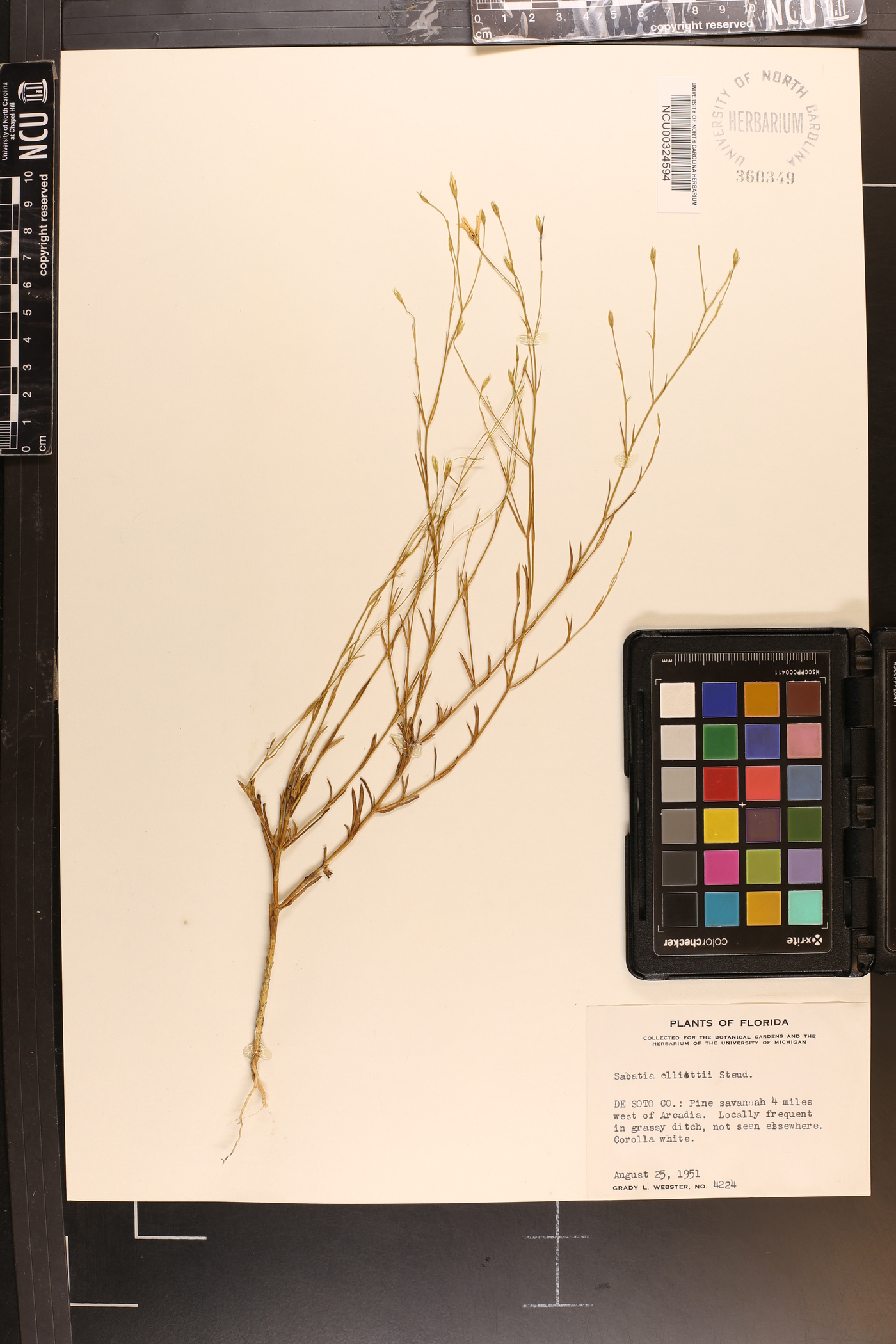 Sabatia elliottii image
