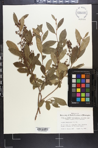 Lyonia ligustrina var. foliosiflora image