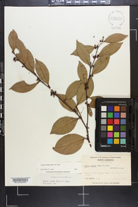 Lyonia lucida image