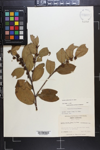 Lyonia lucida image