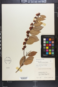 Lyonia lucida image