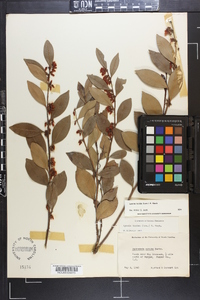 Lyonia lucida image