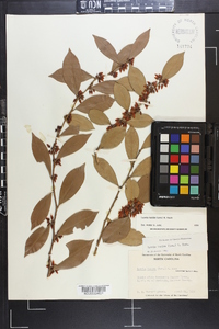 Lyonia lucida image