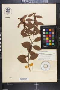 Lyonia lucida image