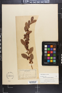 Lyonia mariana image