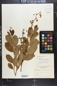 Lyonia mariana image