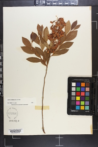 Lyonia mariana image