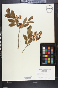 Lyonia mariana image