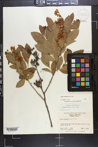 Lyonia mariana image