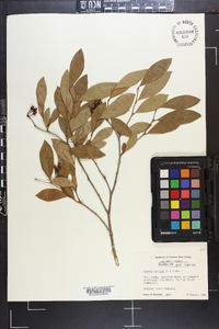 Lyonia mariana image