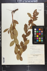 Lyonia mariana image