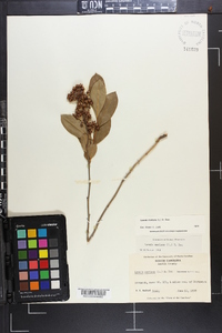 Lyonia mariana image