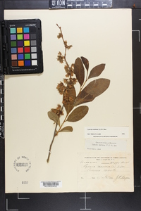 Lyonia mariana image