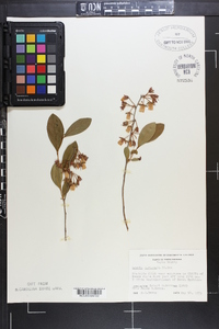 Lyonia mariana image