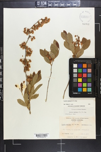 Lyonia mariana image