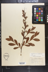 Lyonia ligustrina var. foliosiflora image