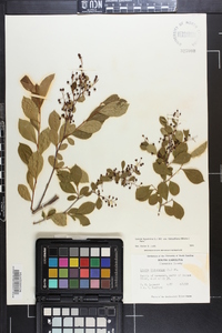 Lyonia ligustrina var. foliosiflora image