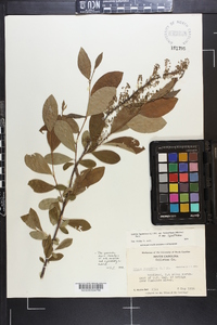 Lyonia ligustrina var. foliosiflora image