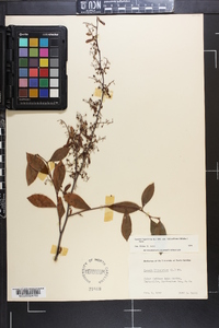 Lyonia ligustrina var. foliosiflora image