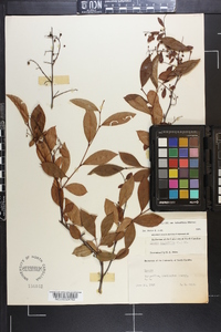 Lyonia ligustrina var. foliosiflora image