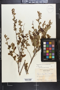 Lyonia ligustrina var. foliosiflora image