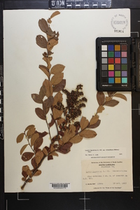 Lyonia ligustrina var. foliosiflora image