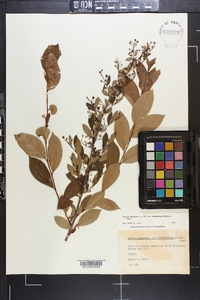 Lyonia ligustrina var. foliosiflora image