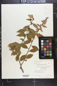 Lyonia lucida image