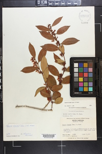 Lyonia lucida image