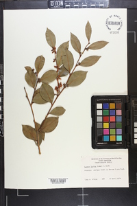 Lyonia lucida image