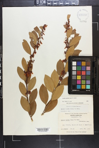 Lyonia lucida image