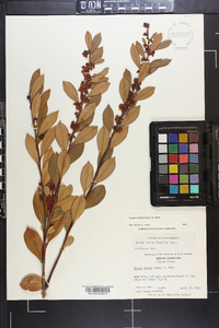 Lyonia lucida image