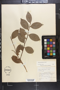 Lyonia lucida image