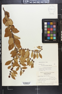 Lyonia lucida image
