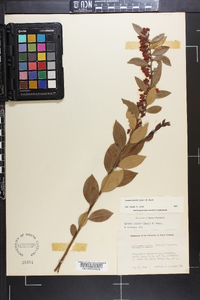 Lyonia lucida image