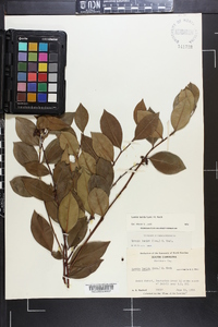 Lyonia lucida image