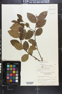 Lyonia lucida image