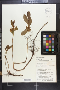 Lyonia mariana image