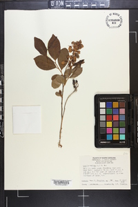 Lyonia mariana image