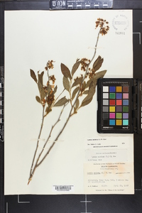 Lyonia mariana image