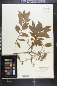 Lyonia ferruginea image