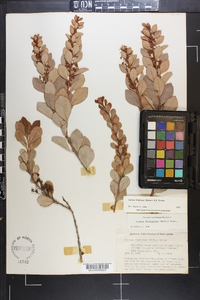Lyonia fruticosa image